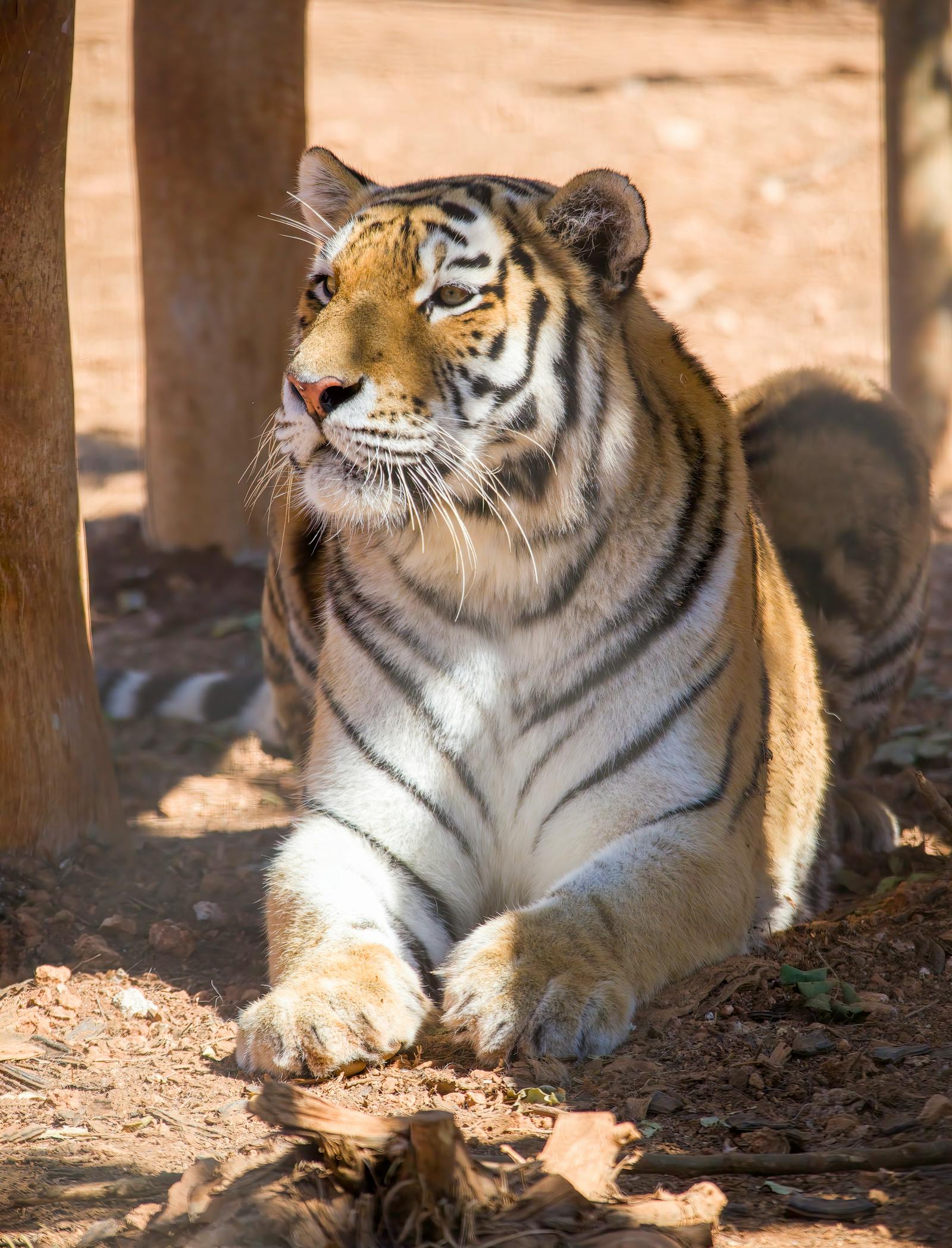 Down Syndrome Tiger Photos, Download The BEST Free Down Syndrome Tiger