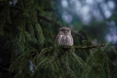 Eurasian Pygmy Owl on Tree