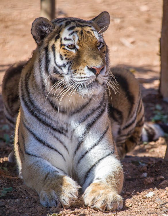 Tiger on a Desert 