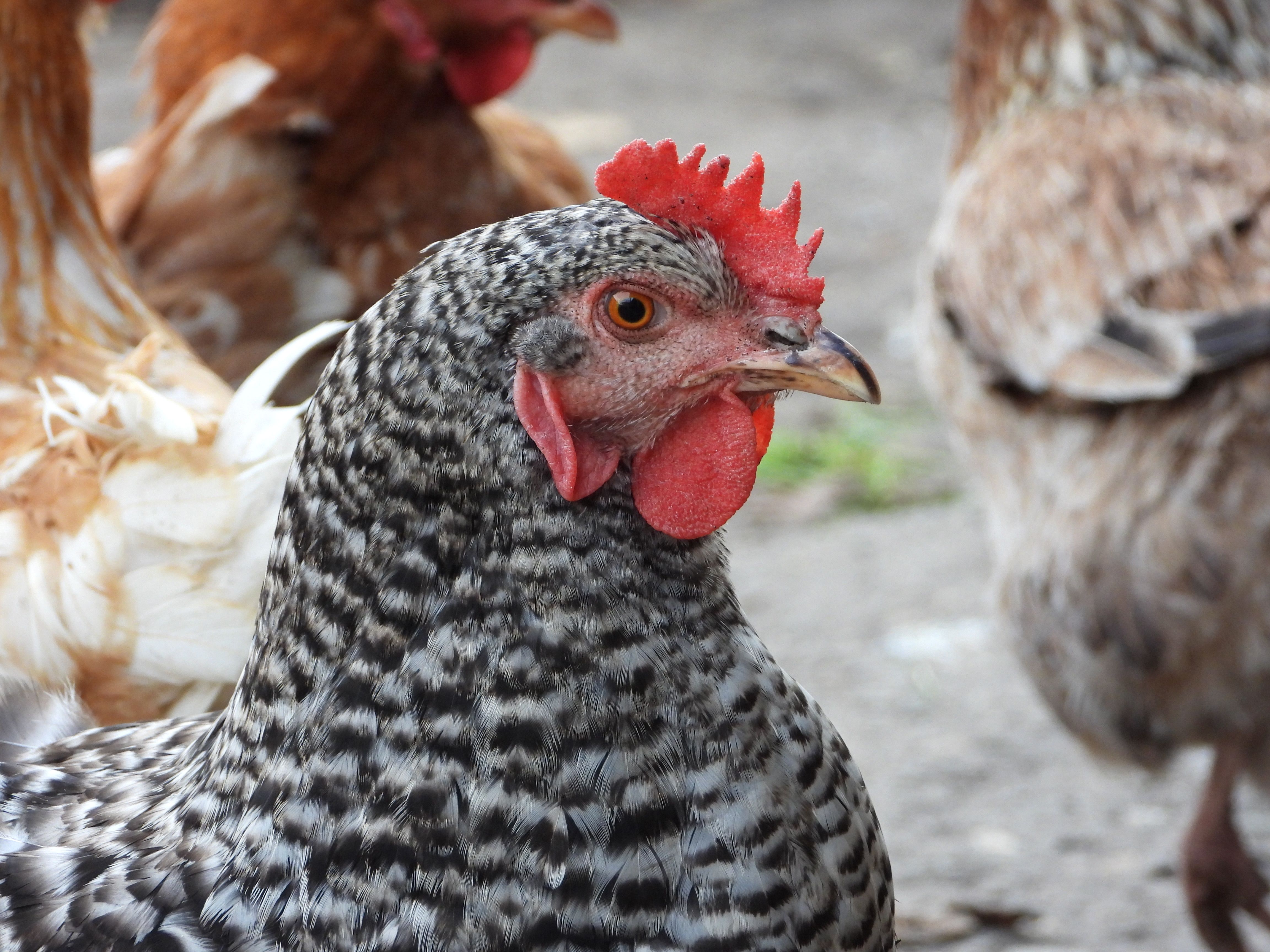 Echtes Huhn auf einem Bauernhof