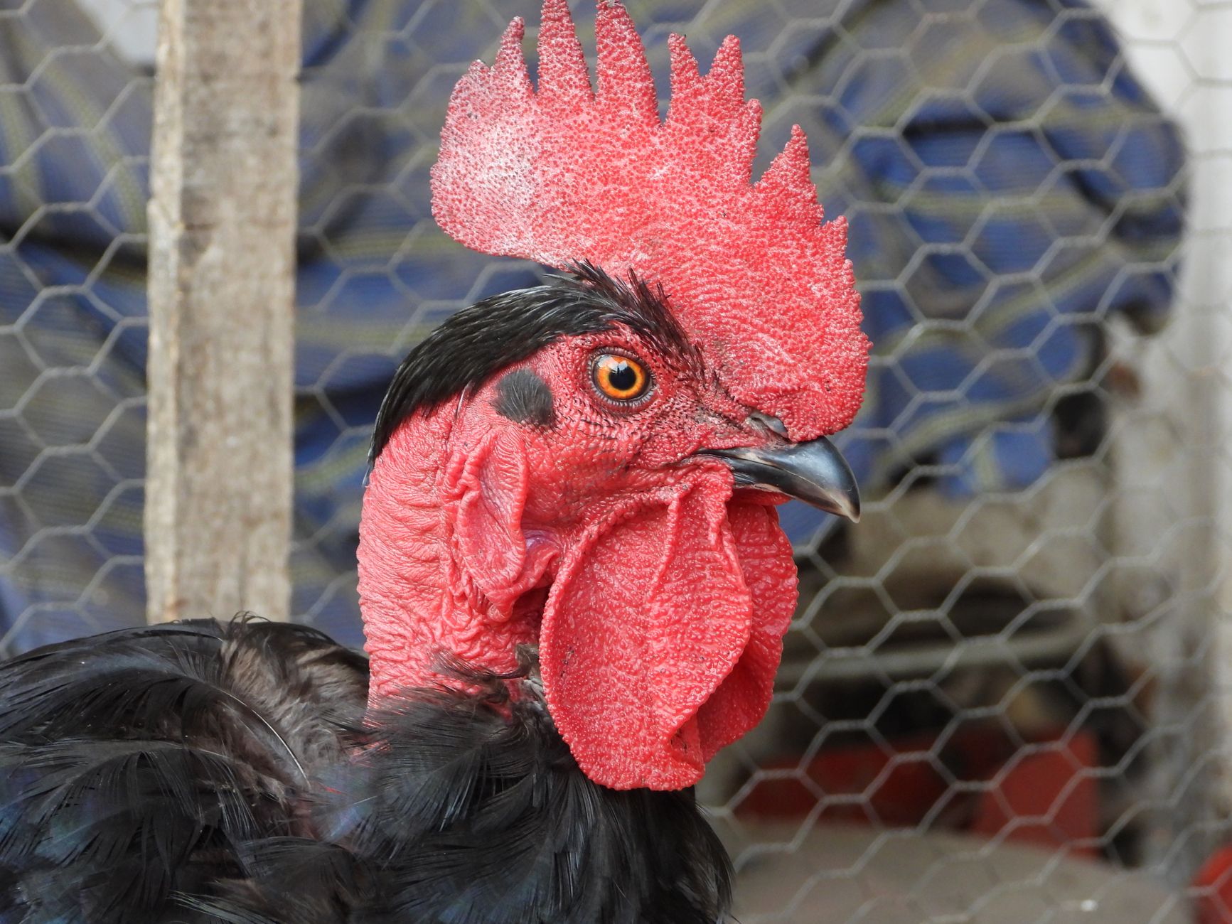 A farmer checking a rooster’s comb and feet beside a thermometer inside a wooden winter coop