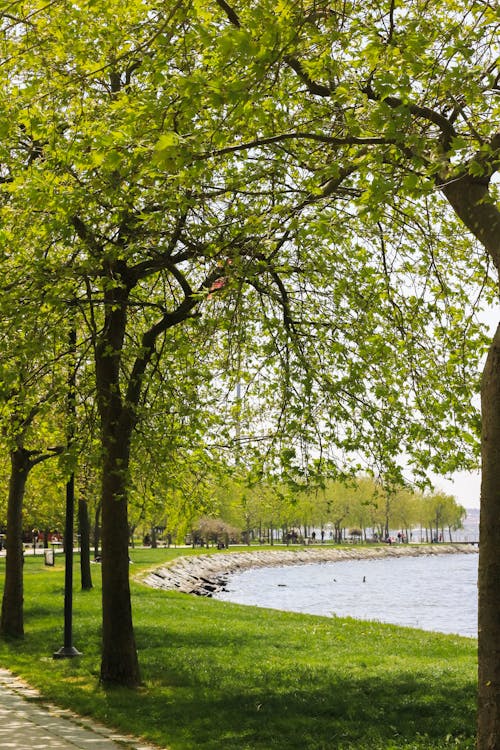 Free Trees by a Lake Stock Photo