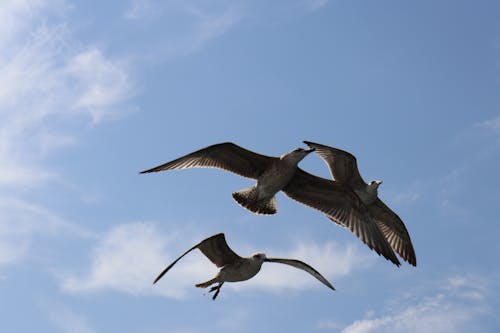 Low Angle Shot of Flying Seagulls