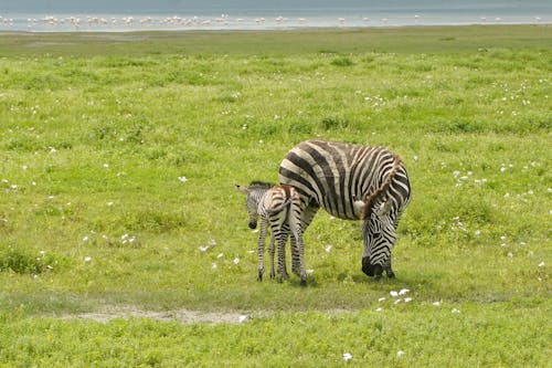 Безкоштовне стокове фото на тему «зебри, поле, Природа»