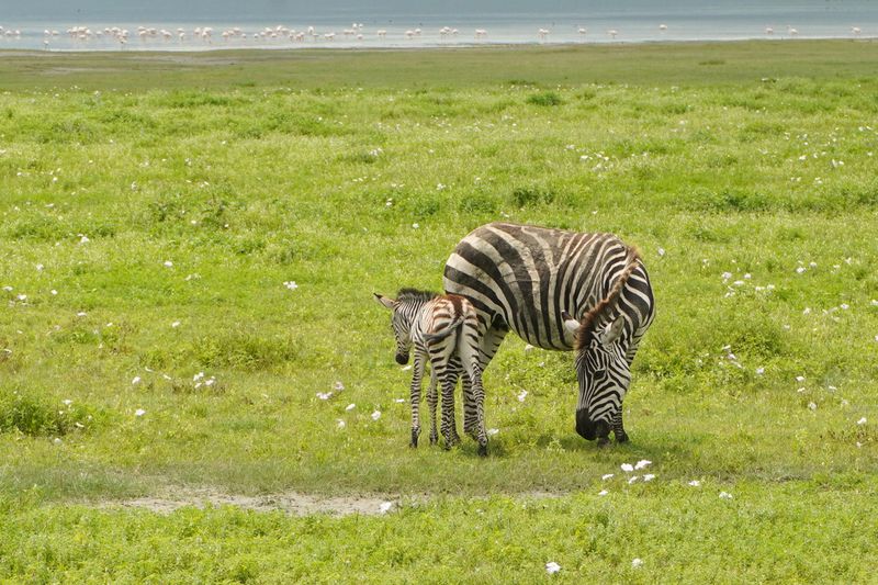 Tanzania safari