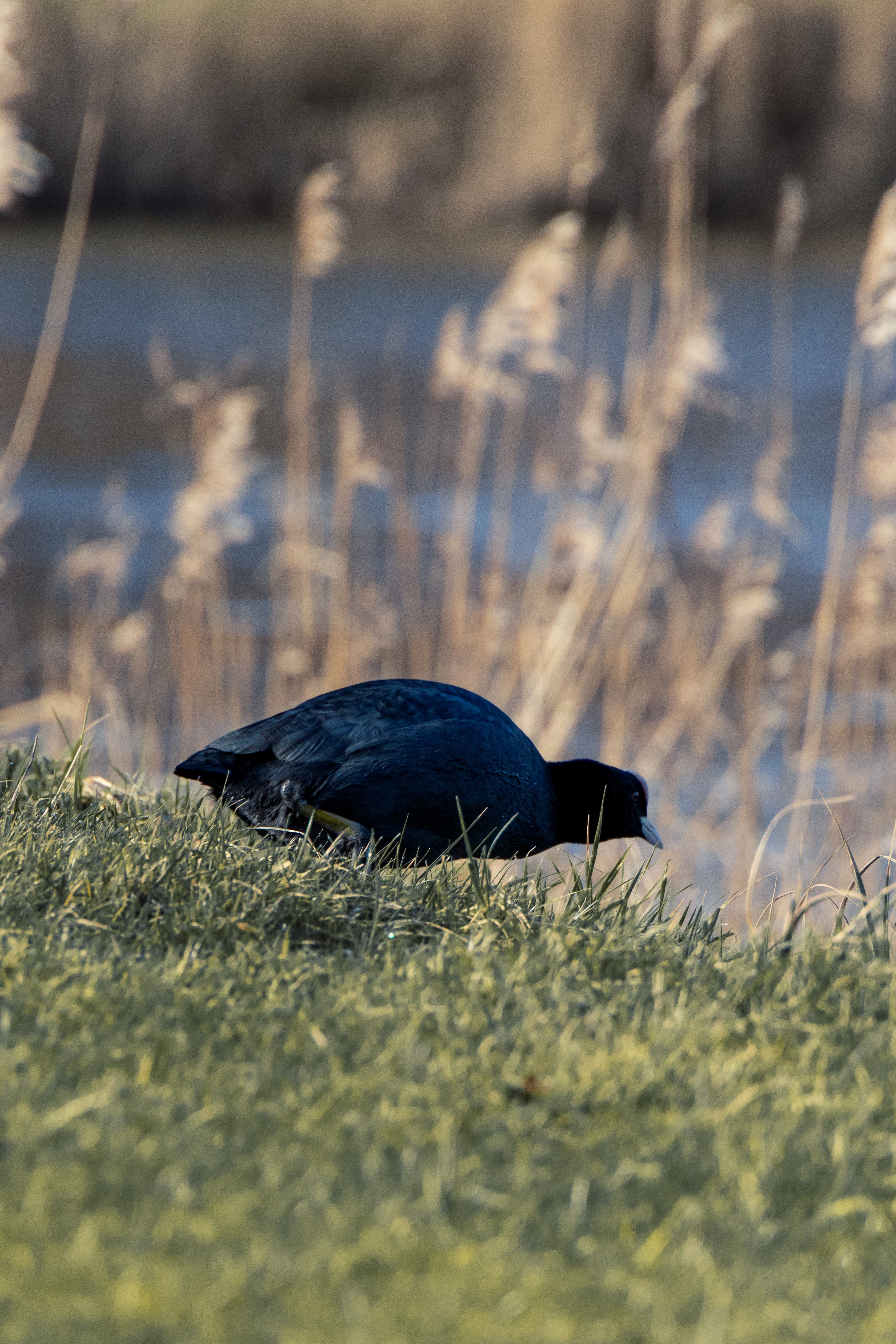 Een zwarte morele aan het grasrijke meer in Appingedam, Nederland.