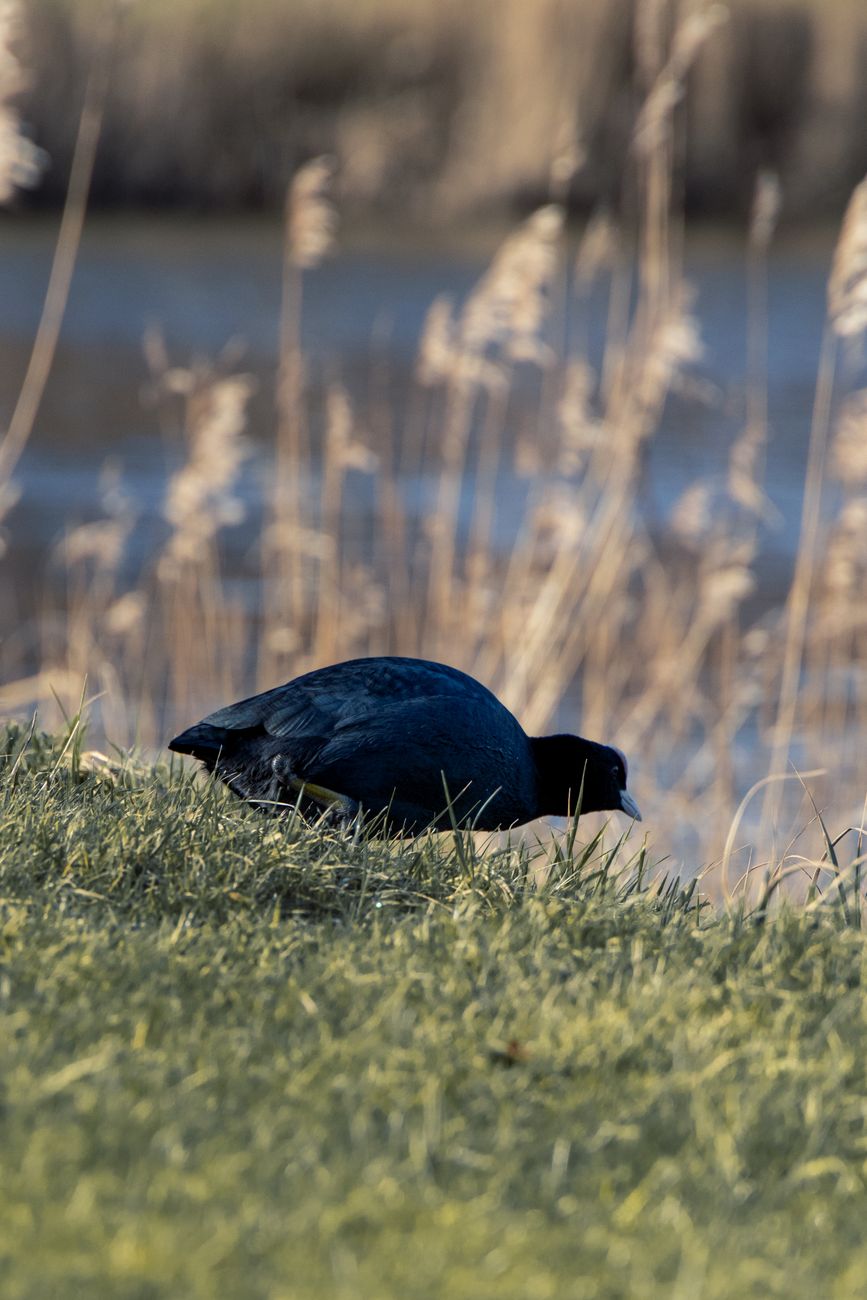 Een zwarte morele aan het grasrijke meer in Appingedam, Nederland.