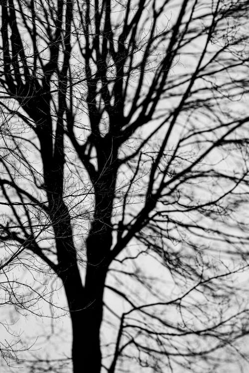 Foto d'estoc gratuïta de arbre, blanc i negre, branques