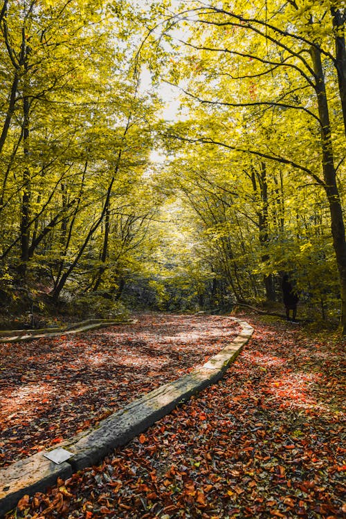 A path in the woods with leaves on the ground