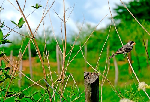 Doğa Ana, kuş, sinek içeren Ücretsiz stok fotoğraf