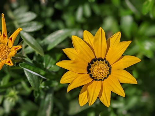 Foto stok gratis alam, bunga, fokus selektif