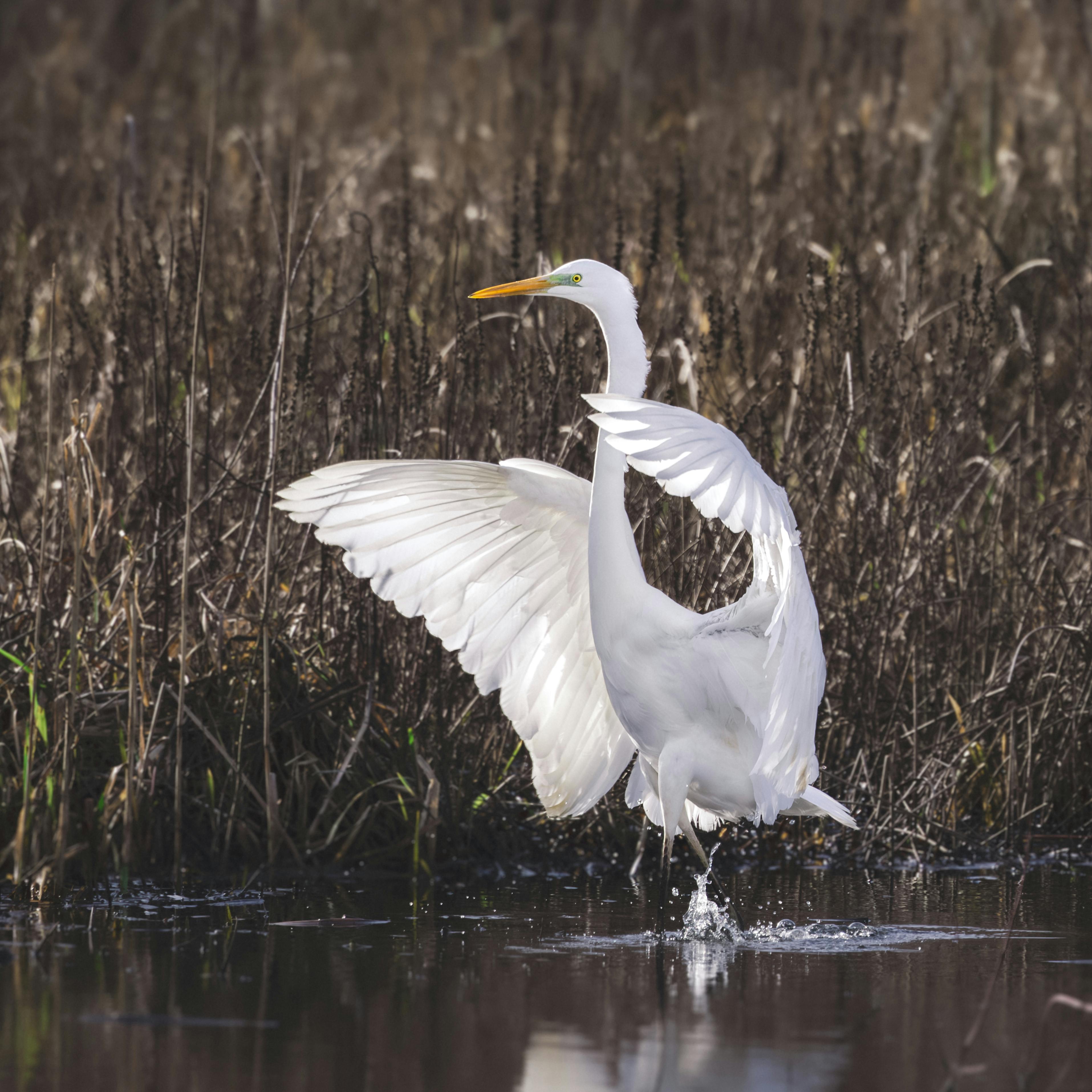 Free Eastern Great Egret with wings flapping in wetland. Majestic wildlife moment captured. Stock Photo