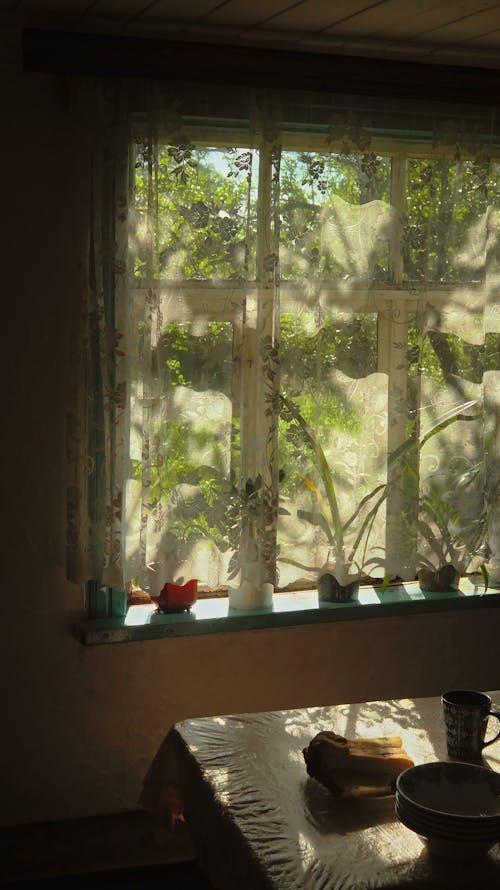 Various Plants on a Window Sill