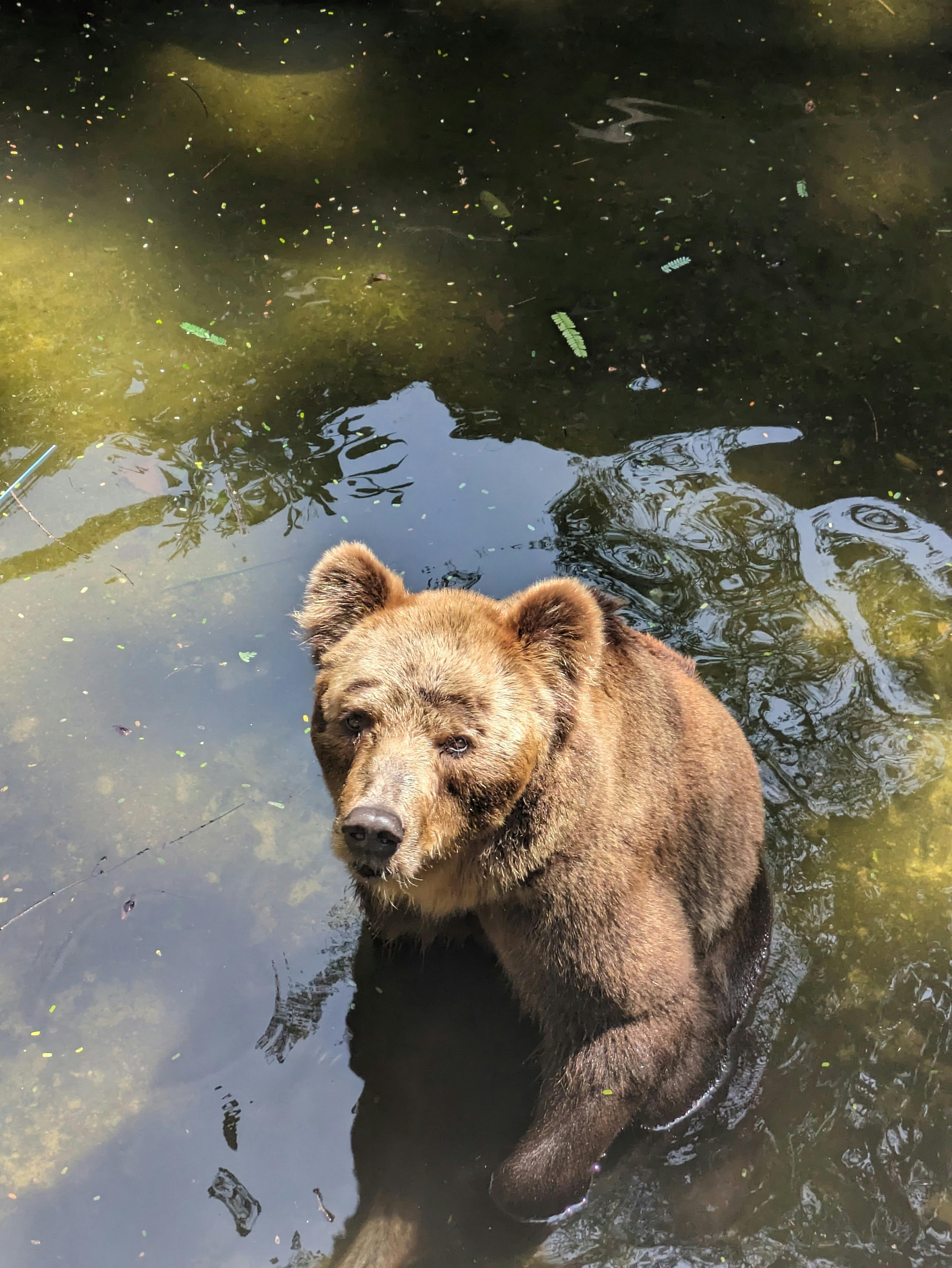 Bear Greg - Extended Vacation On Trantor