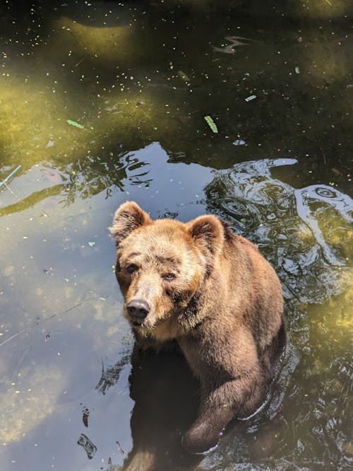 Un Ours Dans L'étang