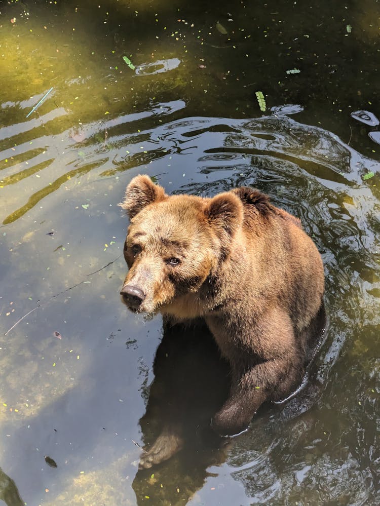 Bear In The River