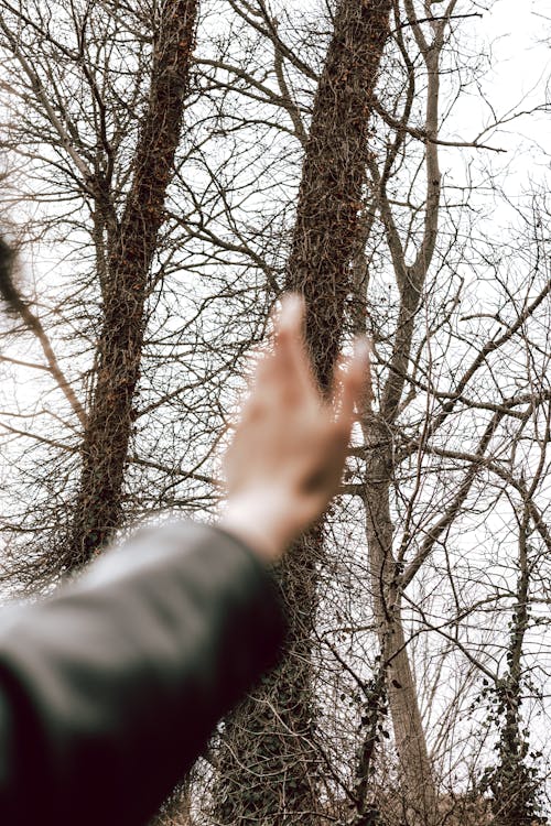 Photos gratuites de arbres nus, atteindre, automne