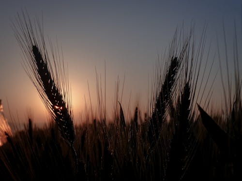akşam gökyüzü, akşam Güneşi, buğday içeren Ücretsiz stok fotoğraf