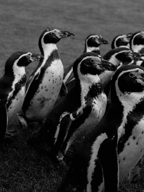 Group of Penguins Standing Together Outdoors