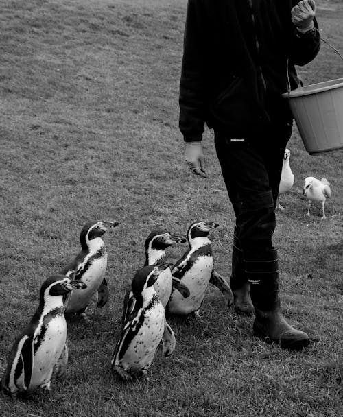 Penguins Following Person