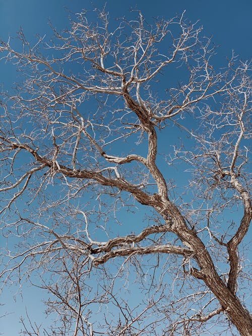 Darmowe zdjęcie z galerii z błękitne niebo, drzewa, gałęzie