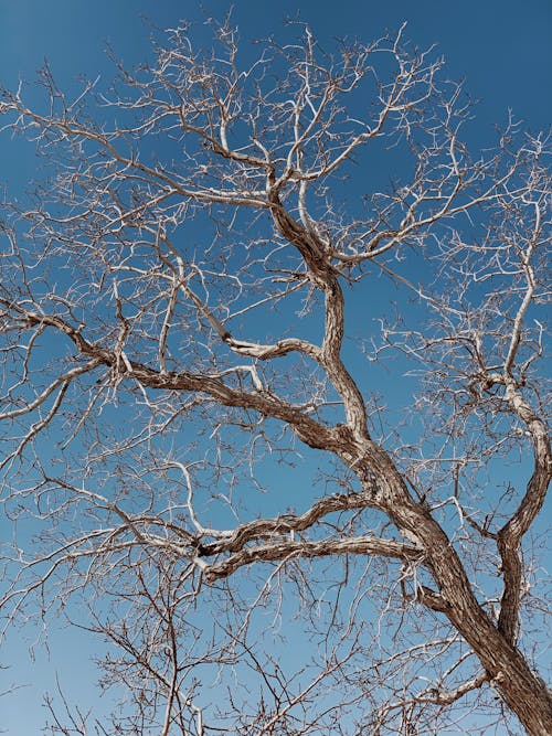 Foto d'estoc gratuïta de arbres, àrid, branques