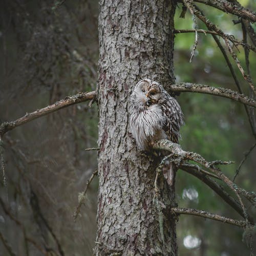 乌拉尔猫头鹰, 動物攝影, 垂直拍摄 的 免费素材图片