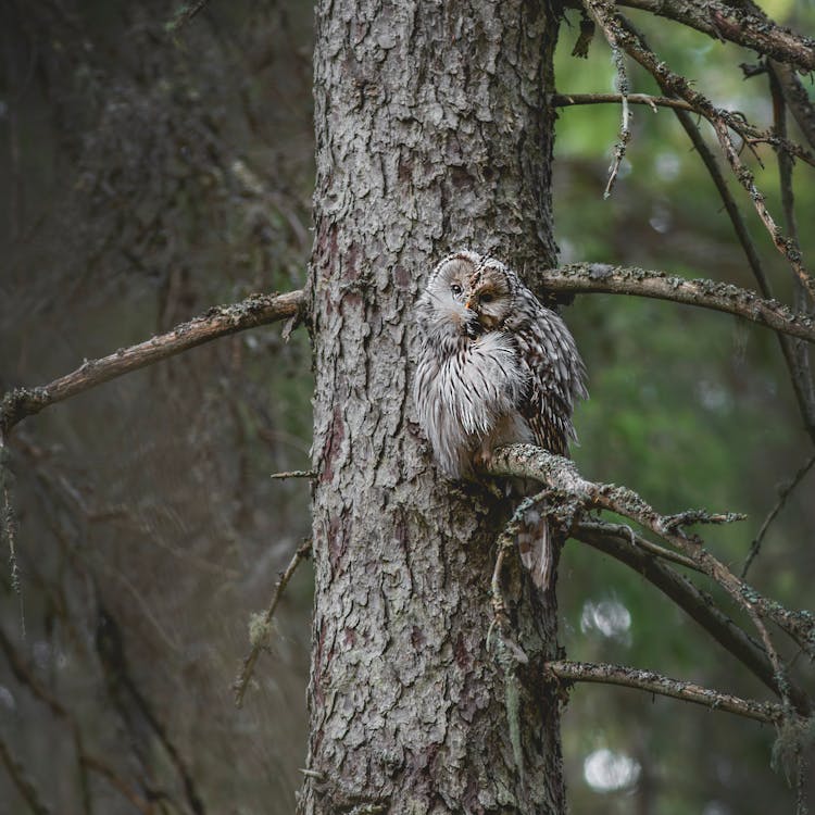Ural Owl on Tree