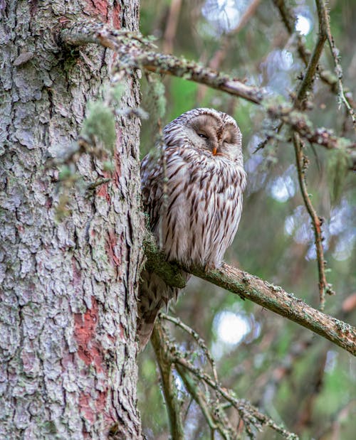 Ural Owl with Squinted Eyes Sitting on a Branch