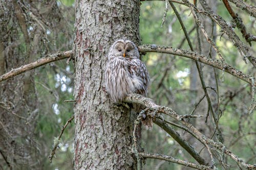 Ural Owl Camouflaging against Tree