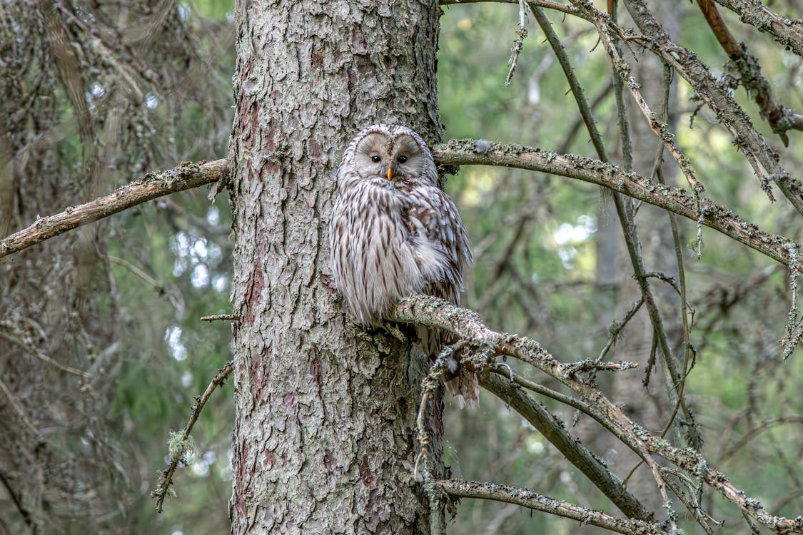 Ural Owl Camouflaging against Tree
