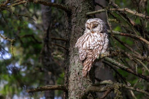 Ural Owl in Forest
