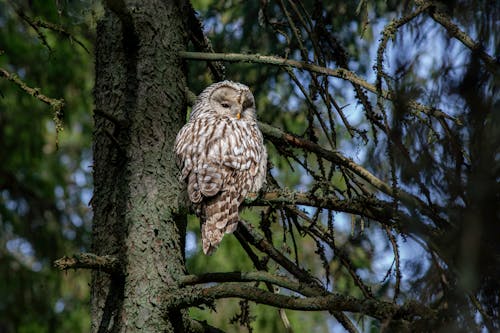 Ural Owl Perching on a Tree Looking Back