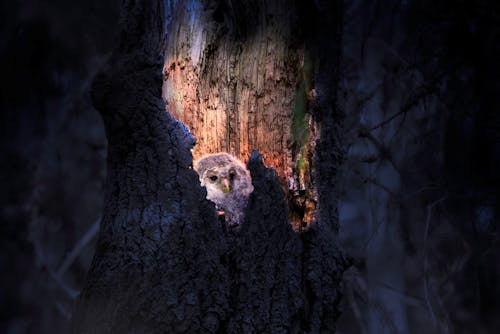 Foto profissional grátis de árvore, ave, coruja