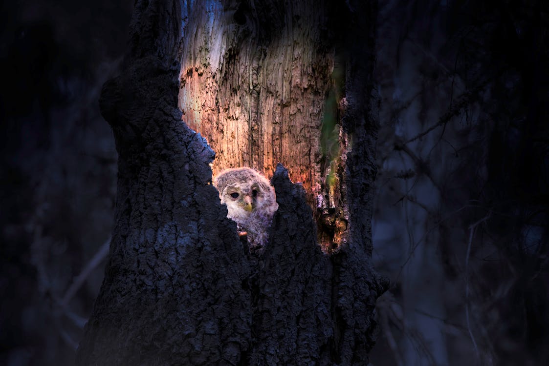 Owl in Tree
