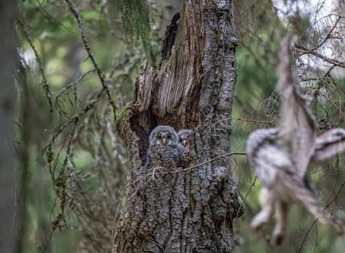 Gray Owls Sitting in a Broken Tree