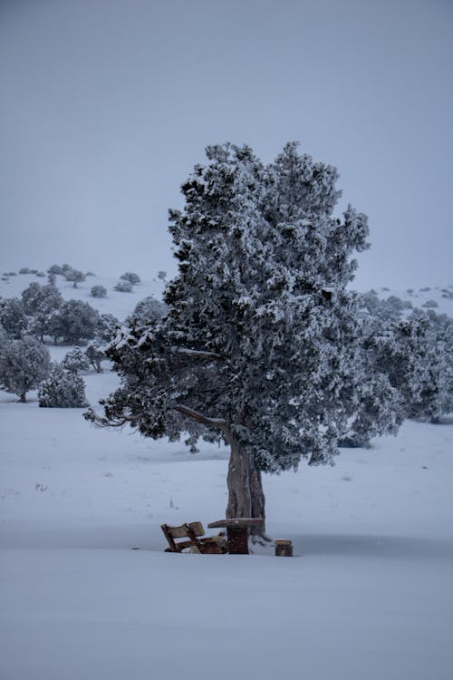 Empty Bench and Table under a Tree on a Snowy Field 