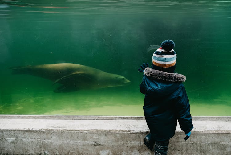 Boy Looking At Fish Tank