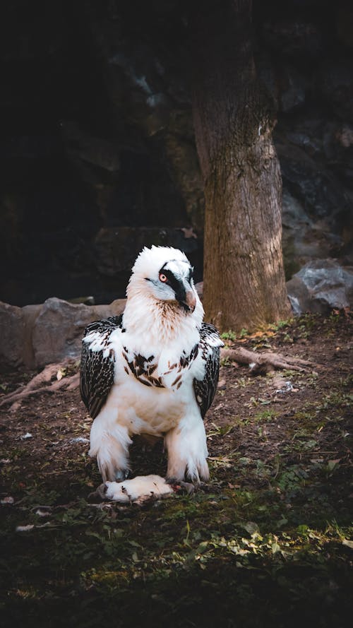 Eagle in a Forest 