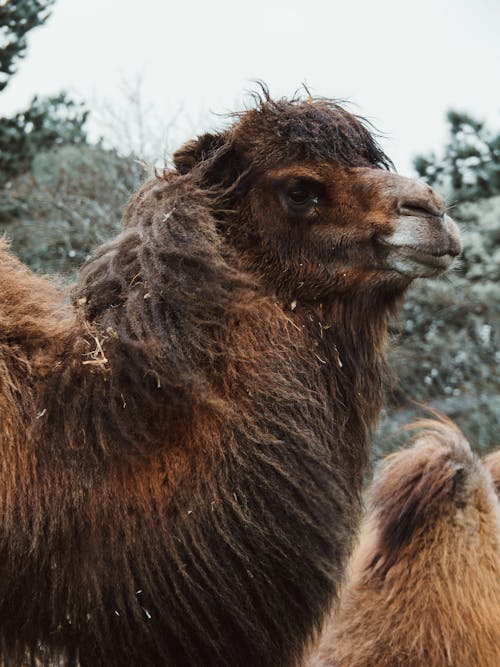 Δωρεάν στοκ φωτογραφιών με ζωολογικός κήπος, καμήλες, κατακόρυφη λήψη