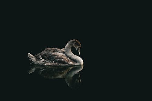 Swan Swimming in a Dark Pond