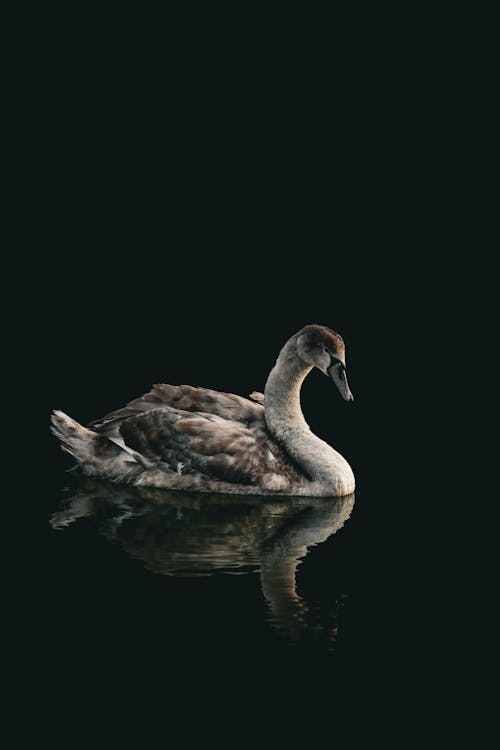 Darmowe zdjęcie z galerii z fotografia przyrodnicza, fotografia zwierzęcia, jezioro