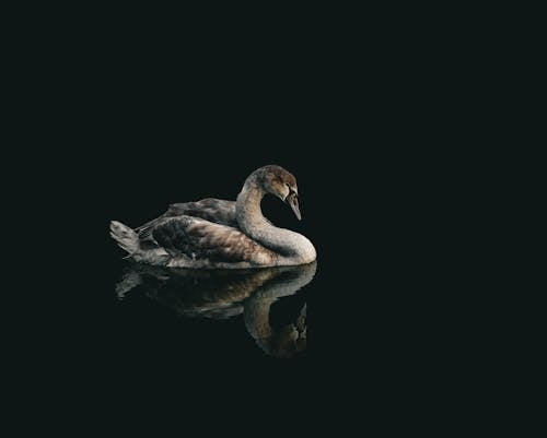 Young Gray Swan Swimming in the Lake