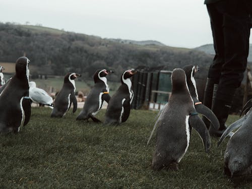 グループ, ペンギン, 人の無料の写真素材