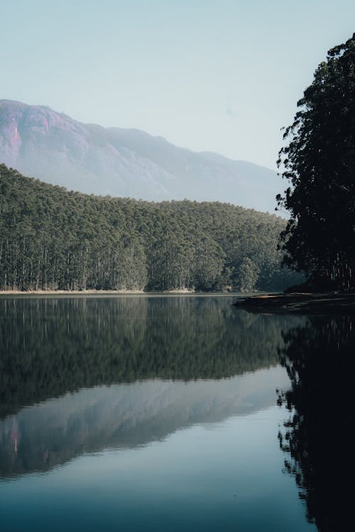 Gratis lagerfoto af dyb, lodret skud, Mobilbaggrund