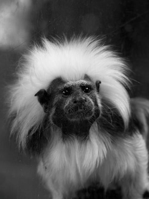 Portrait of Macaque in Black and White 