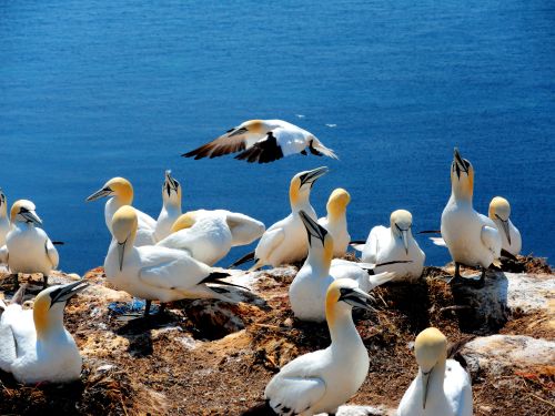Free A flock of northern gannets perched on Helgoland cliffs with a striking sea view. Stock Photo