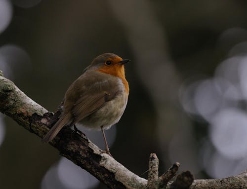 European Robin Perching on the Branch