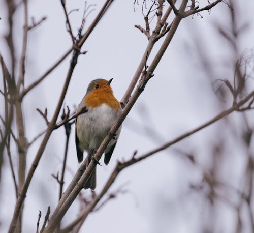 Gratis lagerfoto af dyrefotografering, europæisk robin, fugl