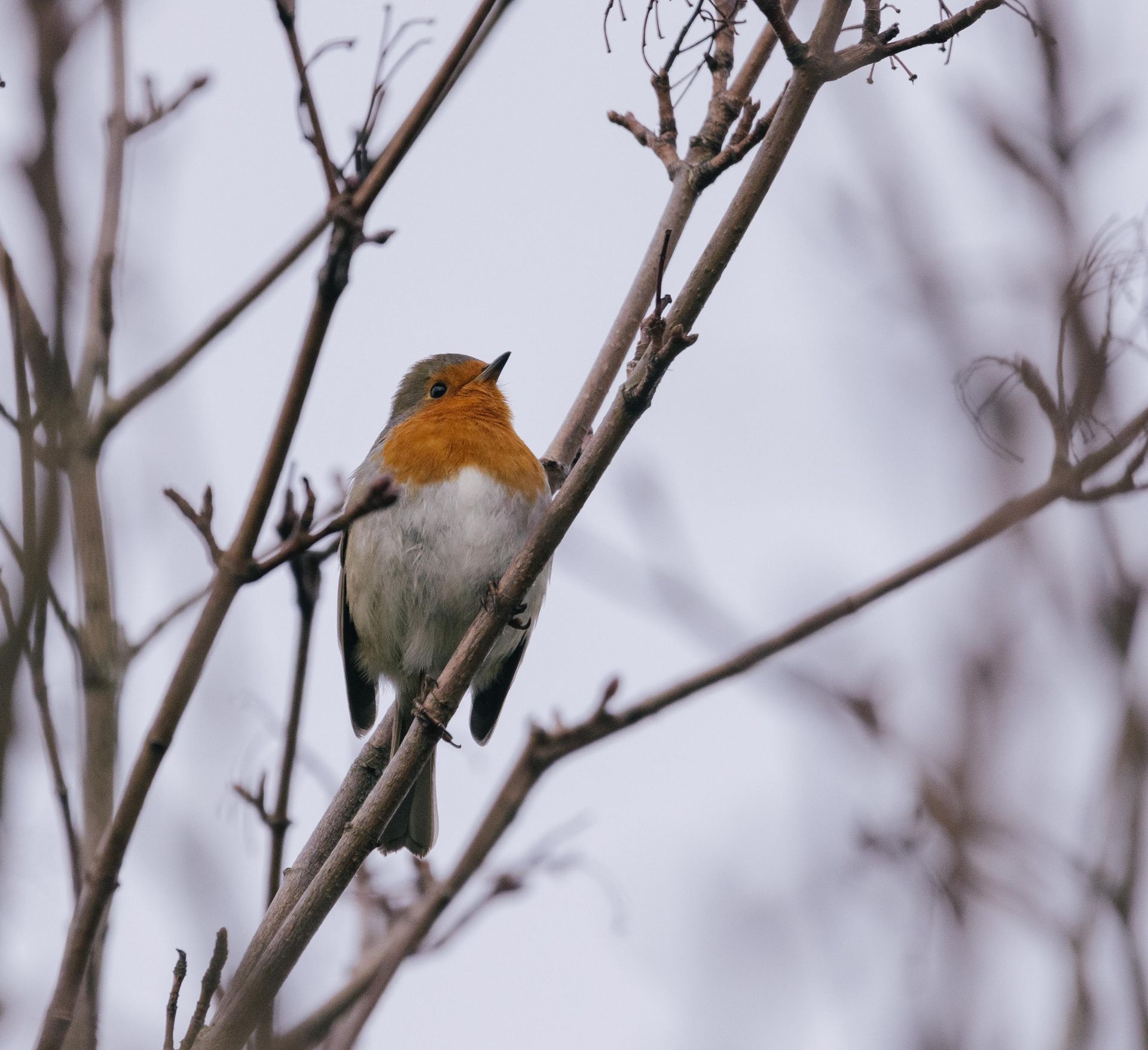 A European robin perched on leafless branches, showcasing its vibrant plumage.
